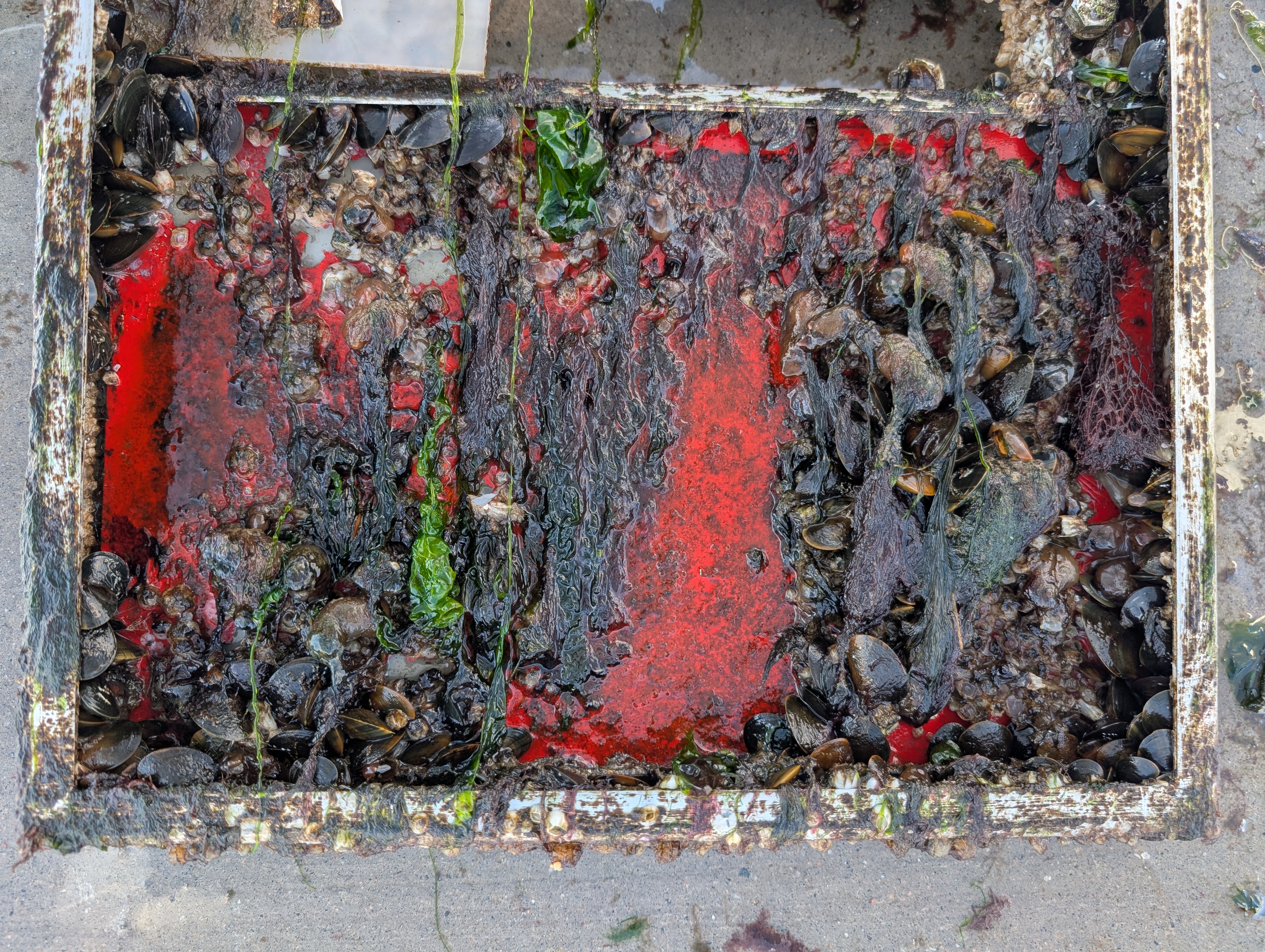 Coated antifouling test panels imaged underwater