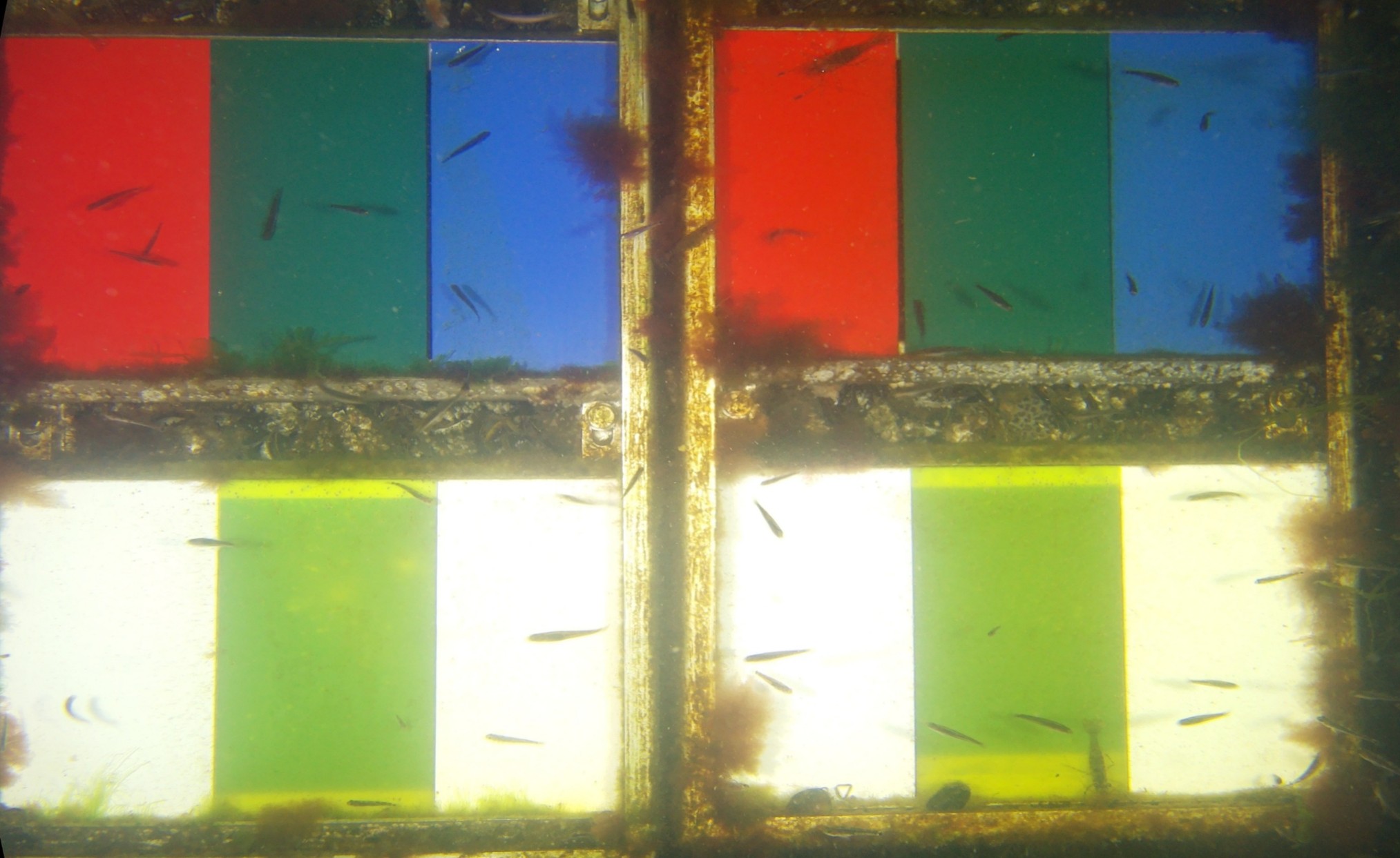 Frame with fish and debris, before cleanup